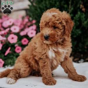 Noah, Mini Goldendoodle Puppy