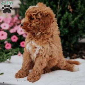 Noah, Mini Goldendoodle Puppy