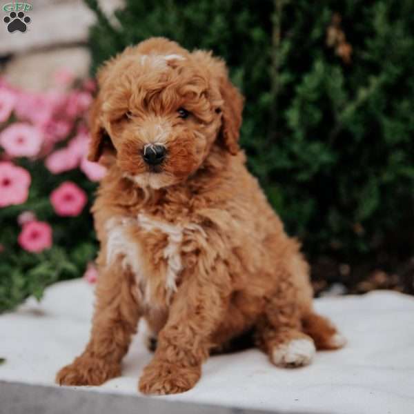 Noah, Mini Goldendoodle Puppy