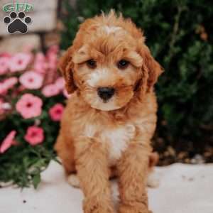 Nora, Mini Goldendoodle Puppy