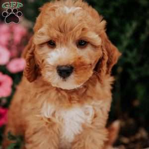 Nora, Mini Goldendoodle Puppy