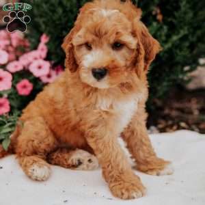 Nora, Mini Goldendoodle Puppy