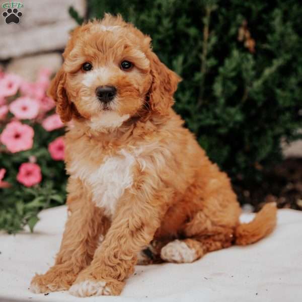Nora, Mini Goldendoodle Puppy