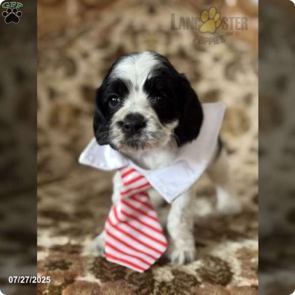 Oreo, Cocker Spaniel Puppy