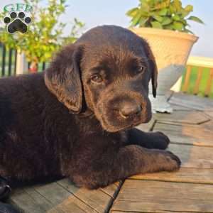 Tia, Black Labrador Retriever Puppy