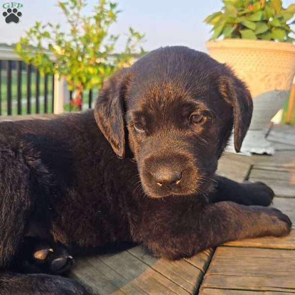 Tia, Black Labrador Retriever Puppy
