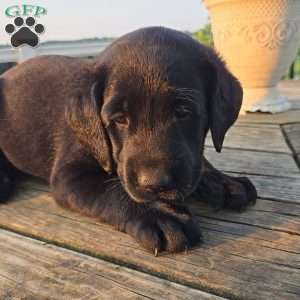 Tia, Black Labrador Retriever Puppy