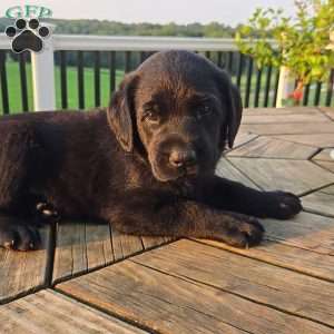 Tia, Black Labrador Retriever Puppy