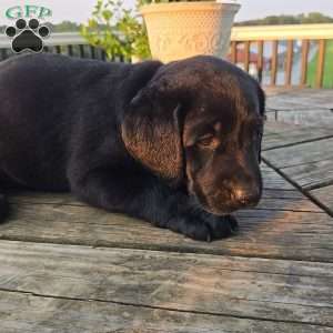 Callie, Black Labrador Retriever Puppy