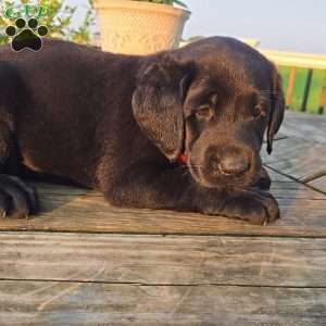 Callie, Black Labrador Retriever Puppy