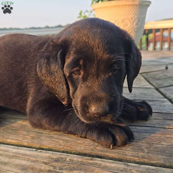 Callie, Black Labrador Retriever Puppy