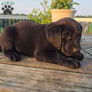 Callie, Black Labrador Retriever Puppy