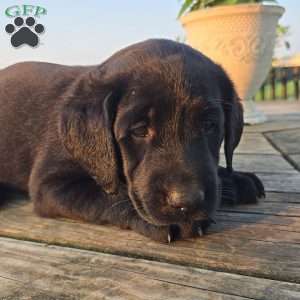 Callie, Black Labrador Retriever Puppy