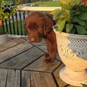 Remy, Chocolate Labrador Retriever Puppy