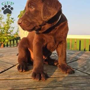 Remy, Chocolate Labrador Retriever Puppy