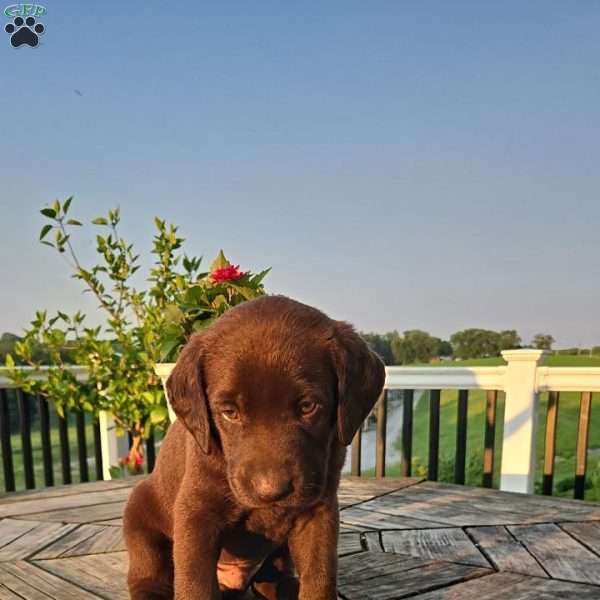 Remy, Chocolate Labrador Retriever Puppy