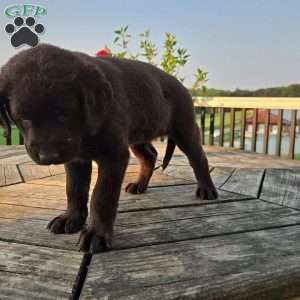 Sage, Chocolate Labrador Retriever Puppy