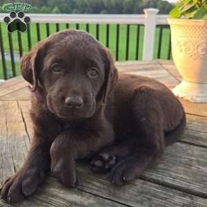 Sage, Chocolate Labrador Retriever Puppy