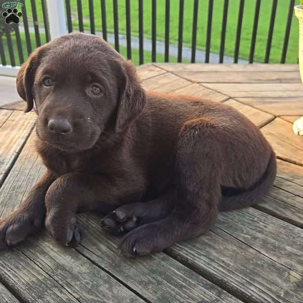 Sage, Chocolate Labrador Retriever Puppy