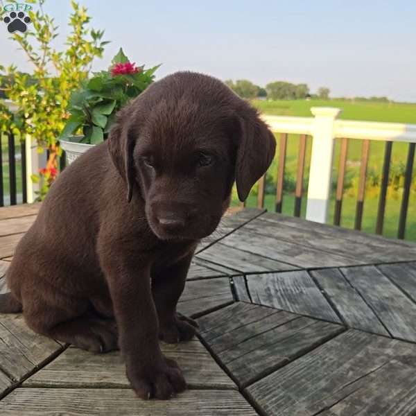 Moses, Chocolate Labrador Retriever Puppy