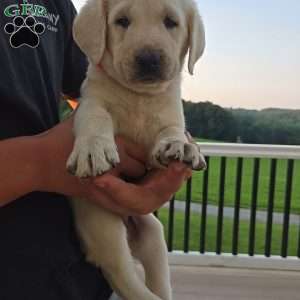Cassie, Yellow Labrador Retriever Puppy