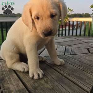 Cassie, Yellow Labrador Retriever Puppy