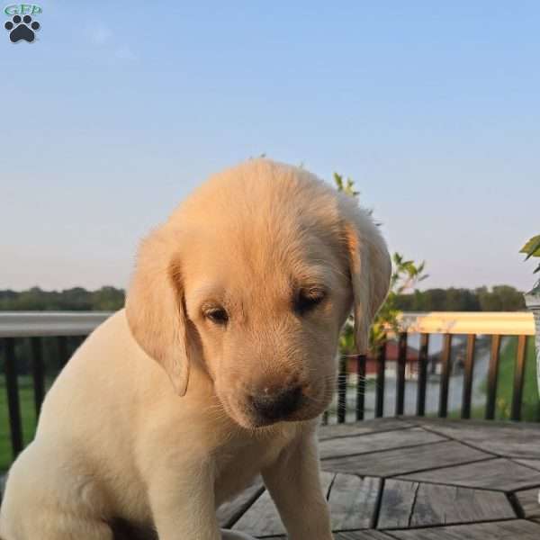 Cassie, Yellow Labrador Retriever Puppy