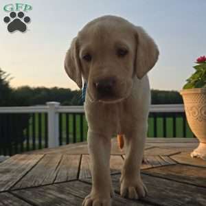 Oakley, Yellow Labrador Retriever Puppy