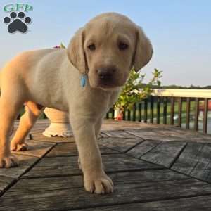 Oakley, Yellow Labrador Retriever Puppy