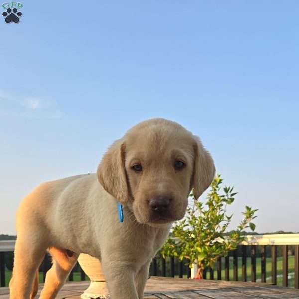 Oakley, Yellow Labrador Retriever Puppy
