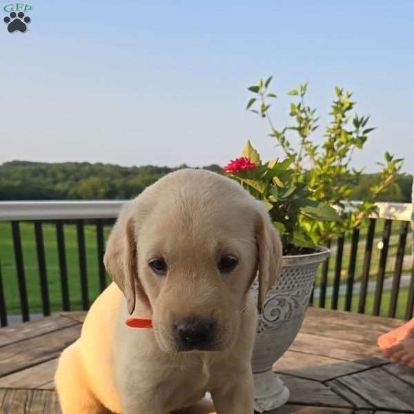 Rambo, Yellow Labrador Retriever Puppy