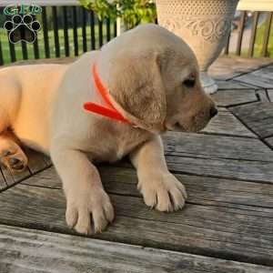 Rambo, Yellow Labrador Retriever Puppy