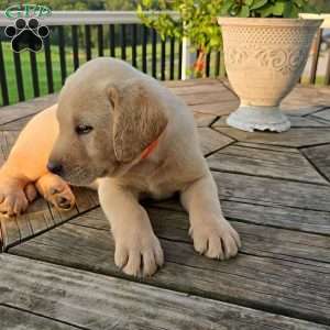 Rambo, Yellow Labrador Retriever Puppy