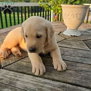Rambo, Yellow Labrador Retriever Puppy
