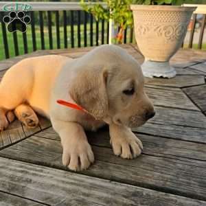 Rambo, Yellow Labrador Retriever Puppy