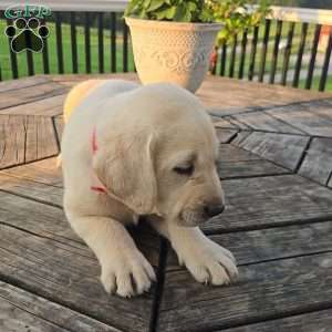 River, Yellow Labrador Retriever Puppy