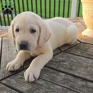River, Yellow Labrador Retriever Puppy