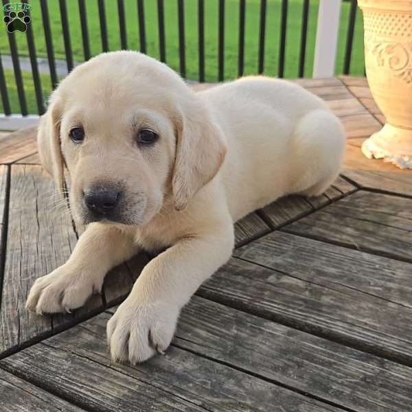River, Yellow Labrador Retriever Puppy