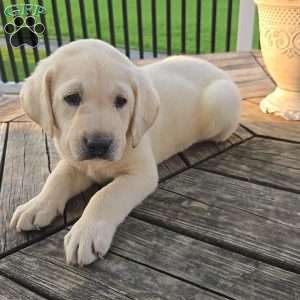 River, Yellow Labrador Retriever Puppy