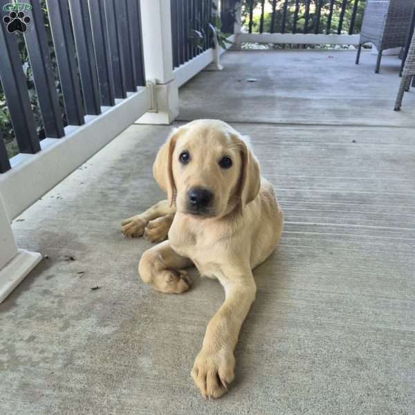 Rambo, Yellow Labrador Retriever Puppy