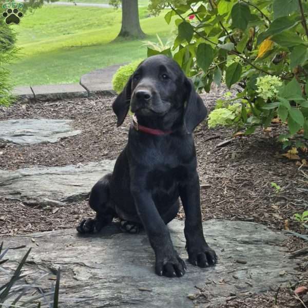 Callie, Black Labrador Retriever Puppy