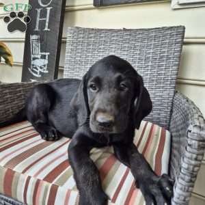 Callie, Black Labrador Retriever Puppy