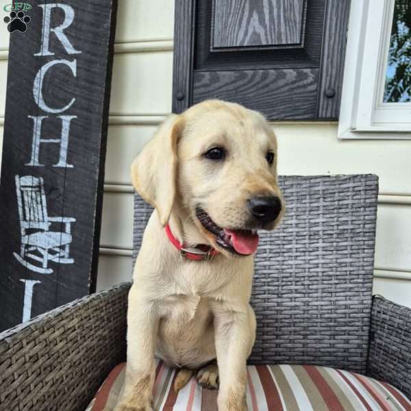 Cassie, Yellow Labrador Retriever Puppy