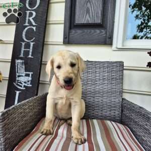 Cassie, Yellow Labrador Retriever Puppy