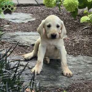 Cassie, Yellow Labrador Retriever Puppy