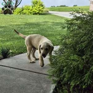 River, Yellow Labrador Retriever Puppy