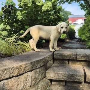 River, Yellow Labrador Retriever Puppy