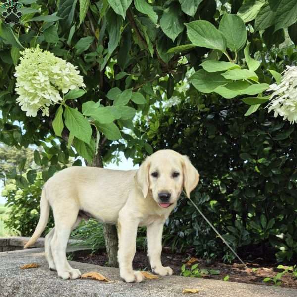 River, Yellow Labrador Retriever Puppy