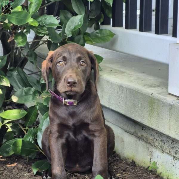 Sage, Chocolate Labrador Retriever Puppy