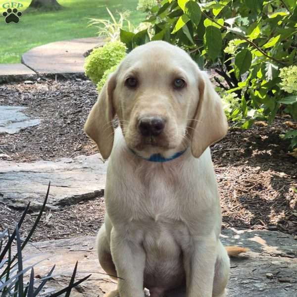 Oakley, Yellow Labrador Retriever Puppy